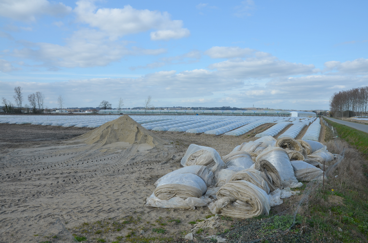 Paillage avec des films plastiques 